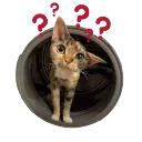 Verwirrtekatze