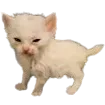 victor