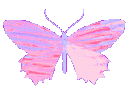 ceh_leptir