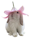 14909cutebunnylilyhat Discord sticker - Pastel Chains Collective