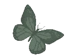 butterflygreen