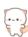 Mochi_Meow