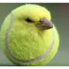 bola