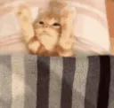 z_MIMIR_HARO