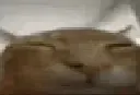 catexplode2