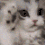 vibe_cutecat