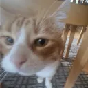 ZIGGY_THE_KITTY