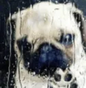 pug