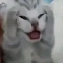 catscared