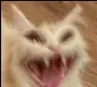 cat_shock