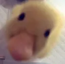 Duck_stare Discord sticker from Interact | Active Chats • VC • Hangout • Chill • Friends • Giveaways • Events • SFW • Non Dating