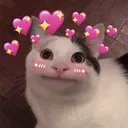 Beluga_love_nc