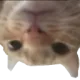 catstare_australia