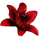 ea_flower