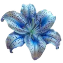 g_flower