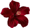 b_Prettyredflower