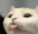 cattongue