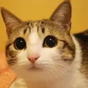 melonpi_meowl