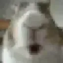 bnuy