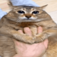 CUCHICUCHICUCHI_gglco Discord emoji