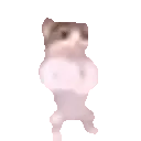 elliottscatdance