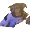 cookie
