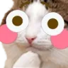 CatBlush custom emote | 𓆩❈𓆪 Sylvara Café 𓆩❈𓆪