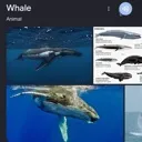 whale1