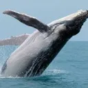 whale
