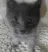 cat_smack