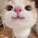 sniff