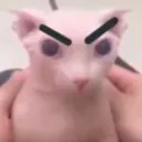 bingus