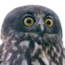 SurpriseOwl