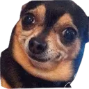 HappyDog