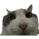 bruh