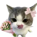 catflower