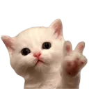 kittenpeace