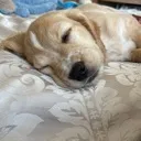 sleepybaby