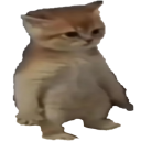 8426cat custom emote | Pterocos chat  ☕