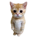 552347whitekittyCopie Discord Emoji - Pterocos chat  ☕