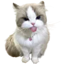 198273cutecattongue