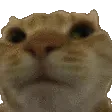 NoNo