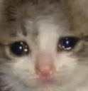 cat_cateee Discord Emoji from Friends 18+ Sfw | Adults-only • active-chat • Mature • Friendly • Gaming • Lgbtq+ • Hangout