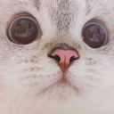 kittywot custom emote from Friends 18+ Sfw | Adults-only • active-chat • Mature • Friendly • Gaming • Lgbtq+ • Hangout