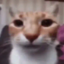 :Bruh: