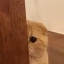 lurks