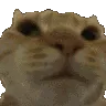 catno