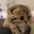 sad_cat