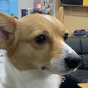 fox_serious