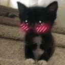 kittyblush